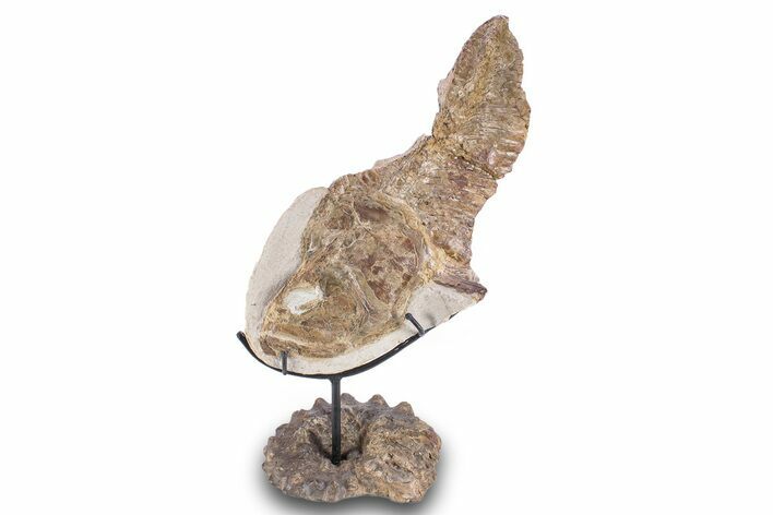 Lower Turonian Fossil Fish on Ammonite Stand - Asfla, Morocco #277036